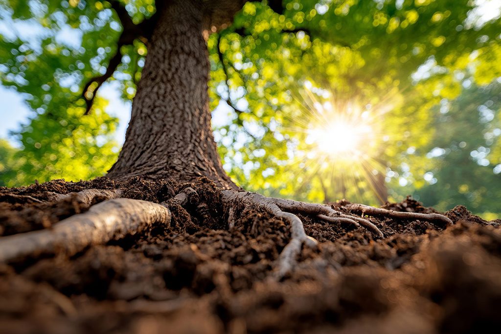 baum wurzeln 1200x800