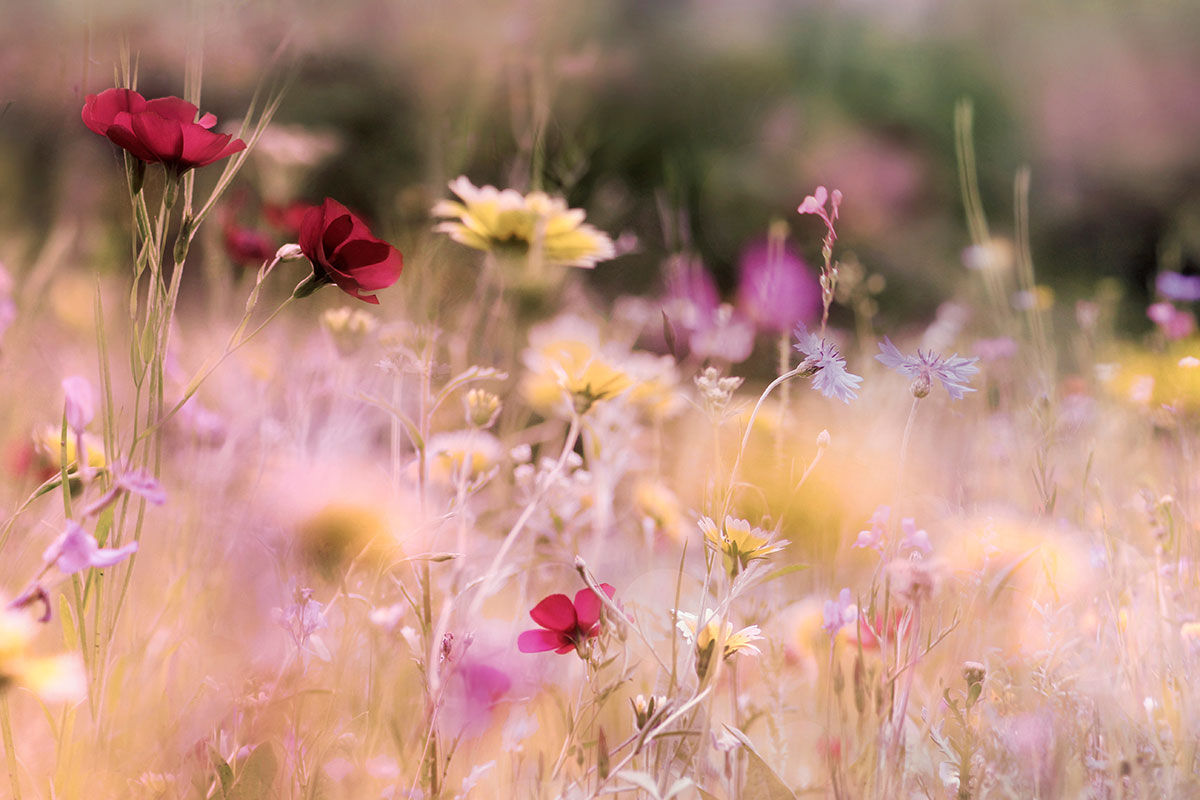 blumenwiese 1200x800