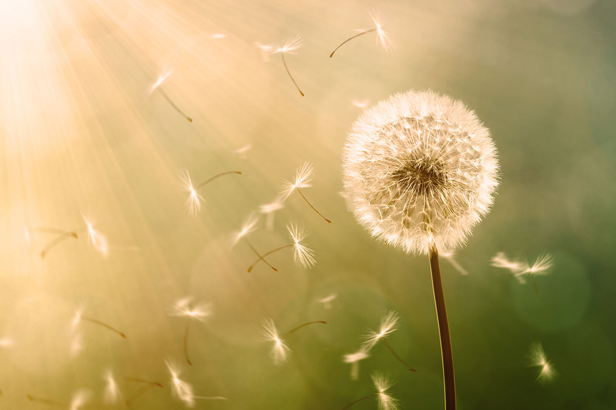pusteblume 1200x800